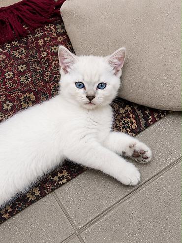 qefes satisi: Balalar təmiz cinsdi və tam sağlamdırlar satılır 200 manat😍 Əlaqə — 3