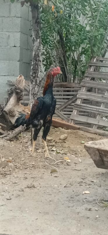 сколько стоит 1 кг домашних пельменей: Срочно дакан короз сатылат ото чон короз бою 75 см бир тулок реальный at lalafo.kg сколько стоит 1 кг домашних пельменей: Срочно дакан короз сатылат ото чон короз бою 75 см бир тулок реальный