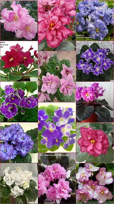 Фиалкалар жана глоксиниялар: Листовые черенки фиалок. 
район Абая-Ахунбаева-Малдыбаева, Космос — 1