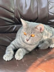 Pişiklər: Şotland, Erkək, Yaxşı əllərə, Ünvandan götürmə, Ödənişli çatdırılma, Rayonlara çatdırılma -da lalafo.az — 9 Pişiklər: Şotland, Erkək, Yaxşı əllərə, Ünvandan götürmə, Ödənişli çatdırılma, Rayonlara çatdırılma — 9