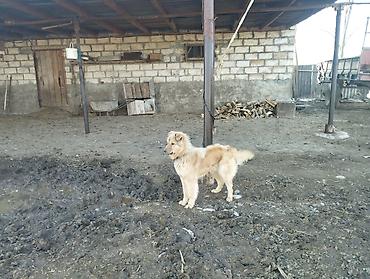 heyvanlara verilen adlar: Qoruyucu it – uzun tüklü, orta ölçülü, qızılı-krem rəngdə - — 4