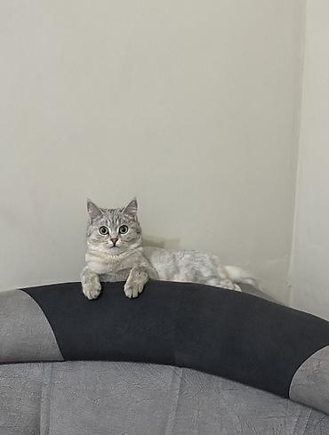 кошки шотландские: Кошка даром: Скотиш Страйт (Шотландская прямоухая), Девочка, Приучена к лотку — 1