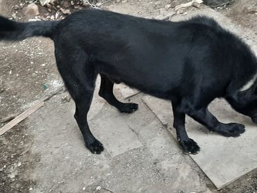 çoban itlər: Salam Erkəy malinua yaxşı əllərə verilir pay verirəm isdeyen yazsın