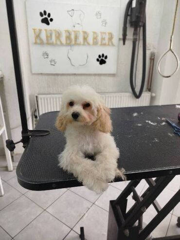 Psi: Patuljasta pudla štenci Štenci patuljaste pudle stari 4 meseca na — 15