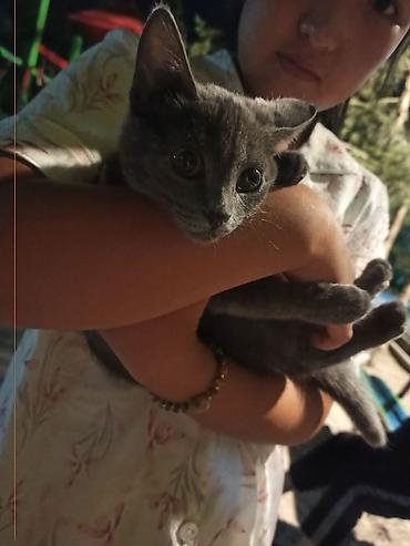 Үй жаныбарлары: Жоголгон : Породасыз, Ургаачы, Боз — 3