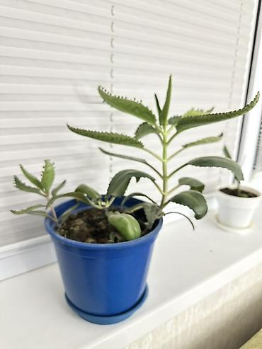 розы садовые: Каланхоэ лечебное растение Дегремона (Kalanchoe daigremontiana) — 3