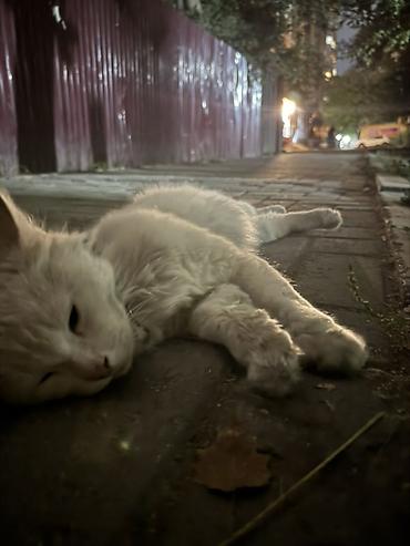 найди: 🐱 Найдена кошка в районе держинки Сегодня нашли белую кошку в районе — 3