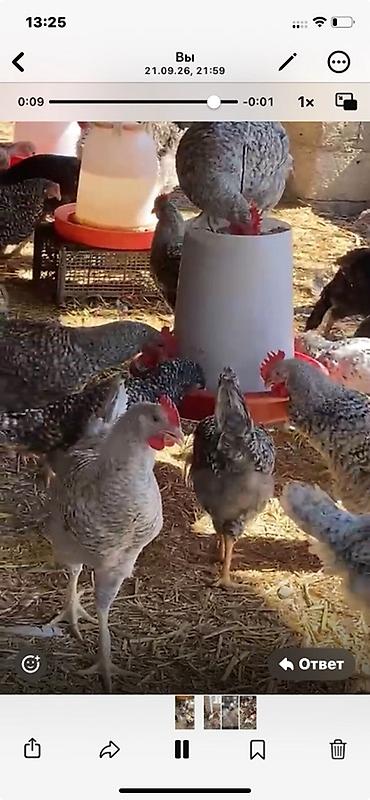 4 ayını kecmiş super xarkov xoruzları satılır Ünvan binə savxozda Tel