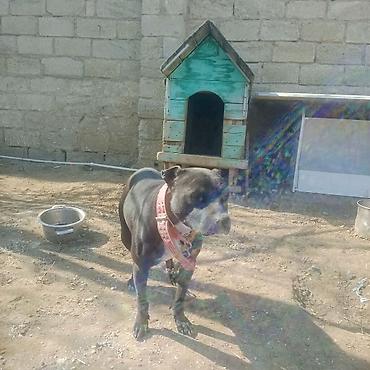 İtlər: Pitbul — 4