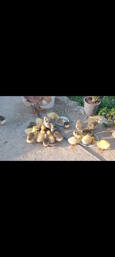 Digər quşlar: 2 həftəlik Qaz balaları satılır 13 azn əlavə məlumat üçün zəng edin