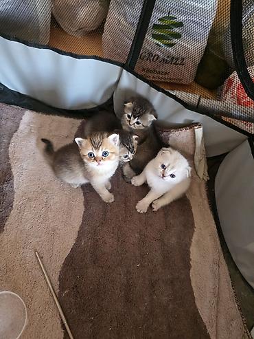 Pişiklər: Şirin pişik balaları - Cins: Scottish Fold/Scottish Straight tipli — 6