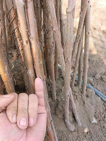 Малина: Малина — 4