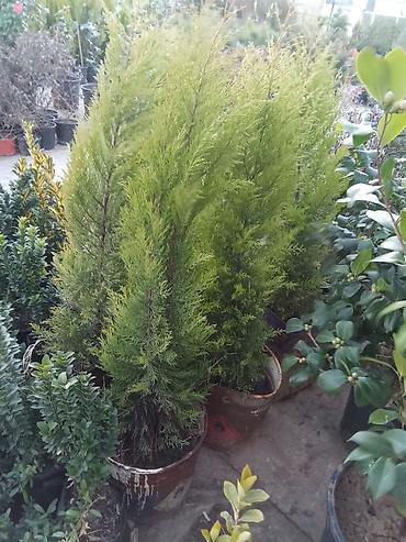 malc: Thuja (qapaqvari ardıc) dekorativ həmişəyaşıl kollar – qablarda - — 1