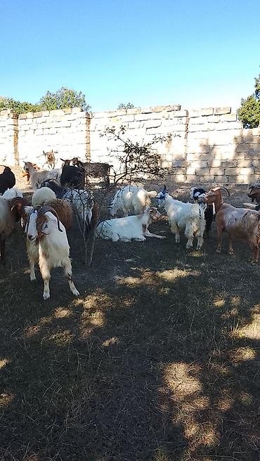 Keçilər, çəpişlər: Salam 27 baş heyvan 2 dişi toğlu 1 qoç 11 baş ana keçi 12 baş dişi — 3