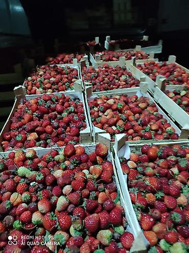 Другие специальности: Ищу рабочих на поле можно семейный.Работа на поле разно рабочий оплата — 3