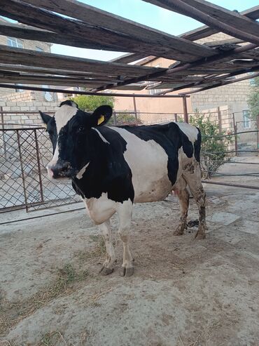 simmental cinsi: Самка, Holsteyn, Simental, лет: 2, Для разведения, Для молока, Для мяса