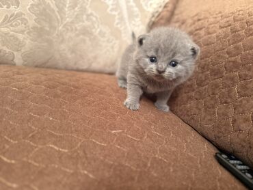 Pişiklər: Britan yastı qulaq, Dişi, Erkək, Yaxşı əllərə, Ödənişli çatdırılma, Ünvandan götürmə — 10