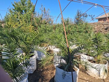 Ağaclar: Xurma (Phoenix dactylifera) fidanları – dekorativ xurma palması — 6