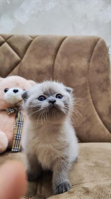 Pişiklər: Britan — 4