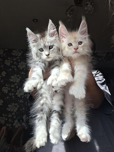 кошки джалал абад: Породистые котята мейн‑кун - Возраст: котята, крупного формата с — 6
