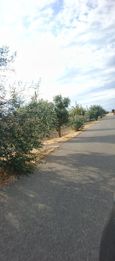 Ландшафтные работы: Peşəkar sahə təmizləmə və alaq otlarının məhv edilməsi xidməti - — 6