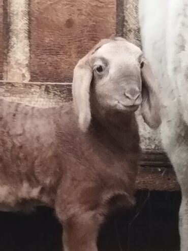 Бараны, овцы: Продаю | Баран (самец) | Арашан | Для разведения | Племенные — 14