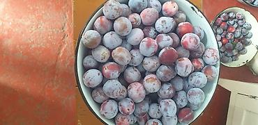 алма орук: Домашние сливы - Сорт: домашняя слива с восковым налётом, плоды — 1
