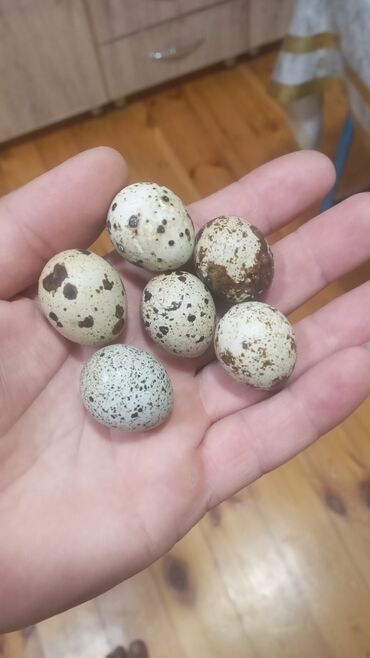 Inəklər, öküzlər: Bildirçin yumurtası biri 15 qəpik