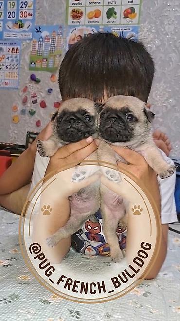 мопс девочка: Мопс, 1 месяц, Самец, С прививкой — 1