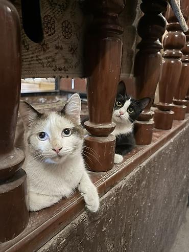 кошка рэгдолл: Кошка даром: Беспородная, 7 месяцев, Девочка, Приучена к лотку — 4