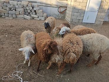 Quzu: Erkey qoyunlar 8 eded hamsi erkeydi — 11