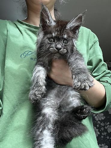 Продажа кошек: Предлагается эксклюзивные мощные котята породы мейн-кун. Эти котята — 9