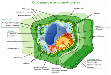курсы по химии и биологии: Репетитор Биология ЖРТга (БМЭге), УТБга даярдоо, Олимпиадага даярдоо, Сынактарга даярдоо