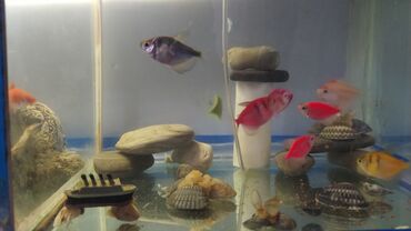 Akvariumlar: Rəngarəng akvarium balıqları və dekorativ akvarium Məhsul təsviri: - — 3