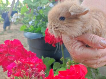 Dovşanlar: Bala holland lop dovşan balaları. Almağa tələsin. Məhdud saydadır