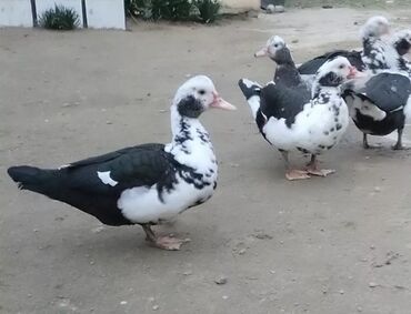Ördəklər: Satılır yetişkin dişilər 18 manata yetişkin erkekler isə 30 manata tam — 11
