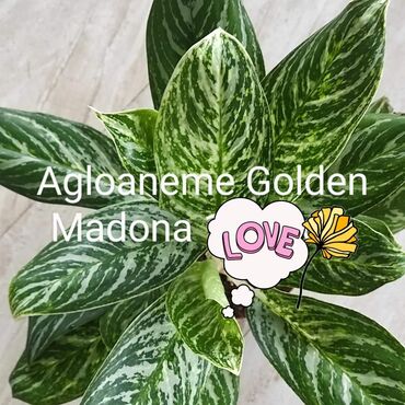 Sobne biljke: Aglonema