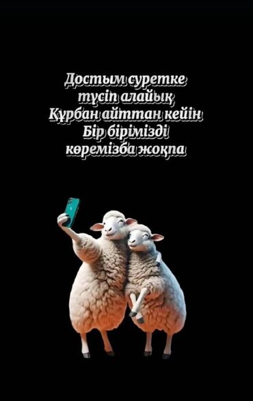 туша барана: Ассалому алейкум түүгандар темадан сырткары кой сөеөбыз күрбан айытке