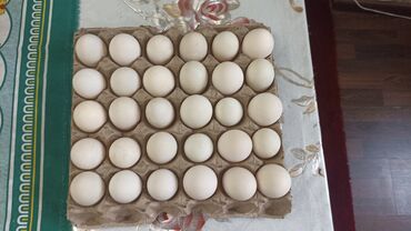 кондитерские отходы: Утиные яйца в лотке - Количество: полный лоток из 30 штук. - Цвет