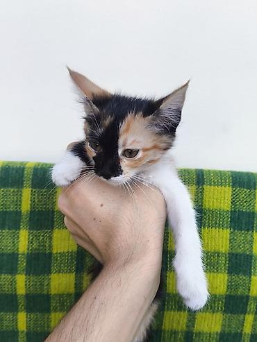 кошка бесплатная: Отдам котят в хорошие руки. Жалалабад/Манас - Возраст: 3 месяца — 7