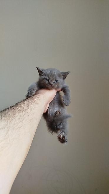 Кошки: Шотландская, Самка, Самец, В добрые руки, Самовывоз — 3