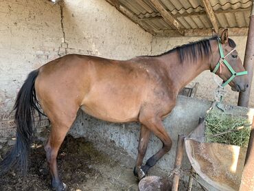 рюкзак для животных: Сатам 3 жашар ургачы Бирайдан ашык откорумда турган 140мин