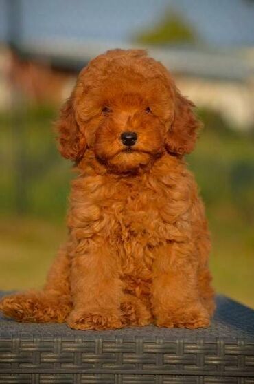 Psi: Toy pudle Odgajivacnica "Team AS Trajkovic" u ponudi ima prelepe toy — 4