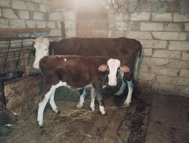 simental inek satışı: Simental tipli inək və buzov - Rəng: qəhvəyi-ağ, ağ alın və ayaqlar - at lalafo.az simental inek satışı: Simental tipli inək və buzov - Rəng: qəhvəyi-ağ, ağ alın və ayaqlar -