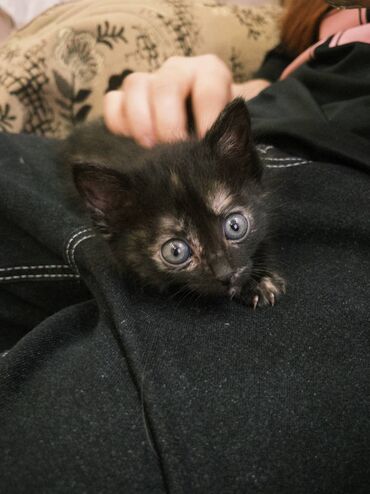 кошка британская шиншилла: Кошка даром: Беспородная, 2 месяца, Мальчик, Приучена к лотку