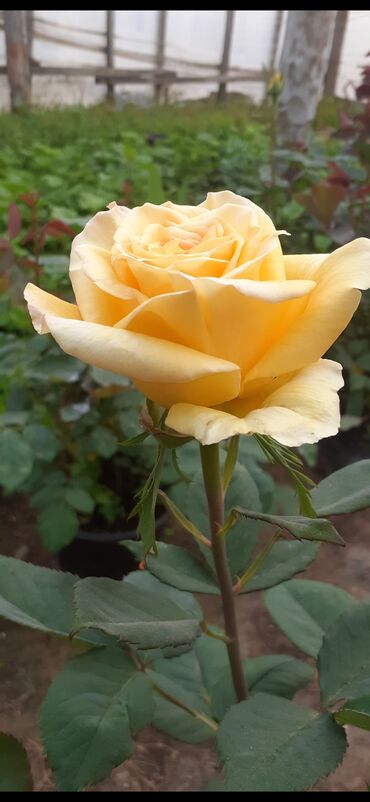 Şitillər: Məhsul: Gül kolları (gül fidanları) Təsvir: soyuqa davamlı 2 azn 3 — 6