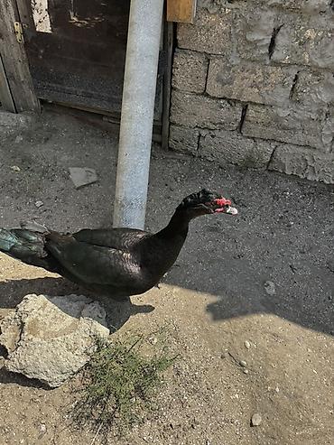 satdıq at: Lal ördek, Amerikan sortu Erkek təmiz qan satılır — 2