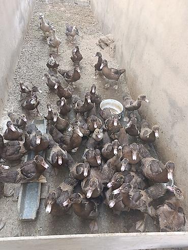 heyatı: Muscovy (indoutka) ördəkləri – müxtəlif yaş qrupları - Cins — 3
