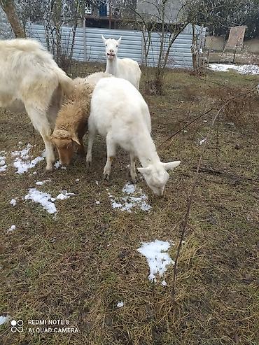 Keçilər, çəpişlər: Sistemləri Saanen keçiləri temiz saf qan keçiləri.iki dişi bir teke — 7