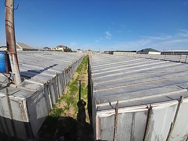 Torpaq sahələrinin satışı: Kənd təsərrüfatı — 10